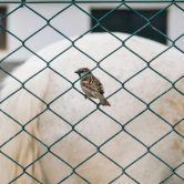 bahçe kafes teli bahçe kafes teli