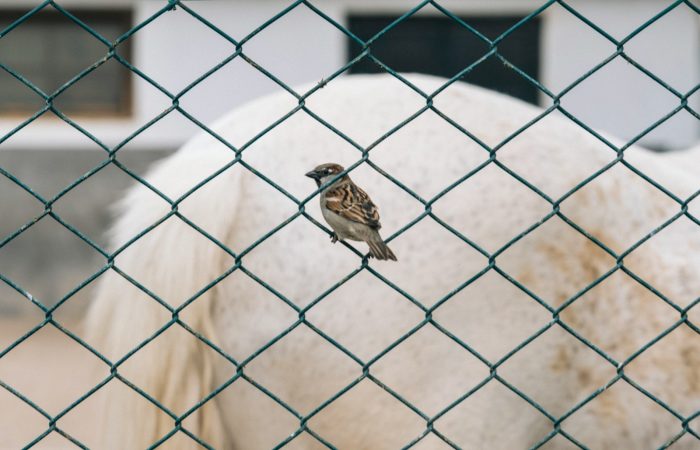 bahçe kafes teli bahçe kafes teli